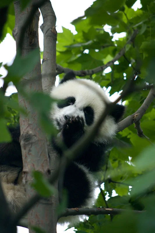 lechengdublog45.jpg