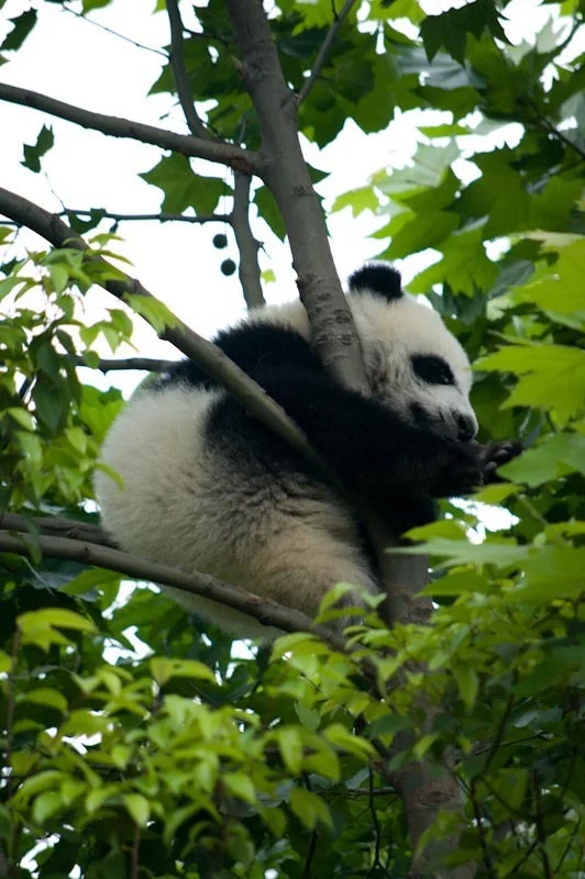 lechengdublog44.jpg