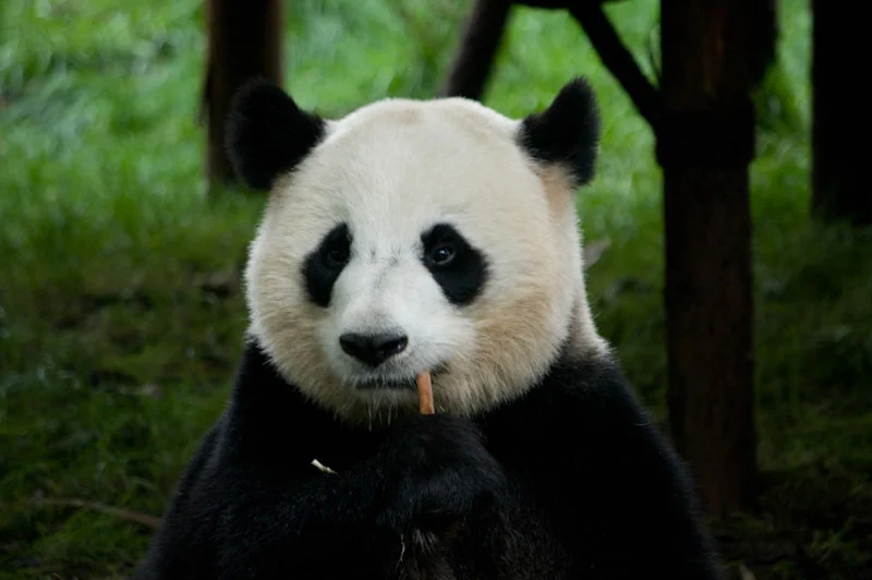 lechengdublog43.jpg