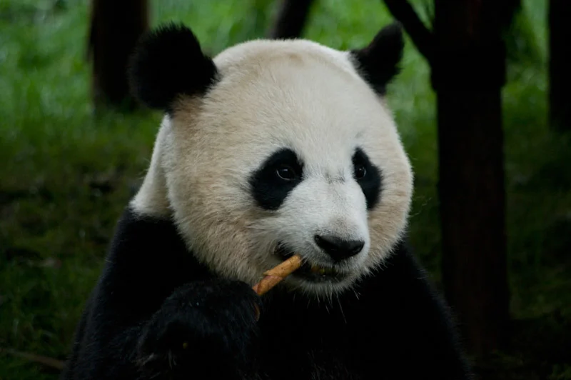 lechengdublog42.jpg