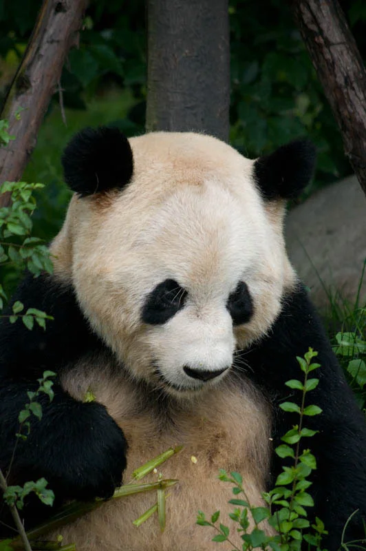lechengdublog49.jpg