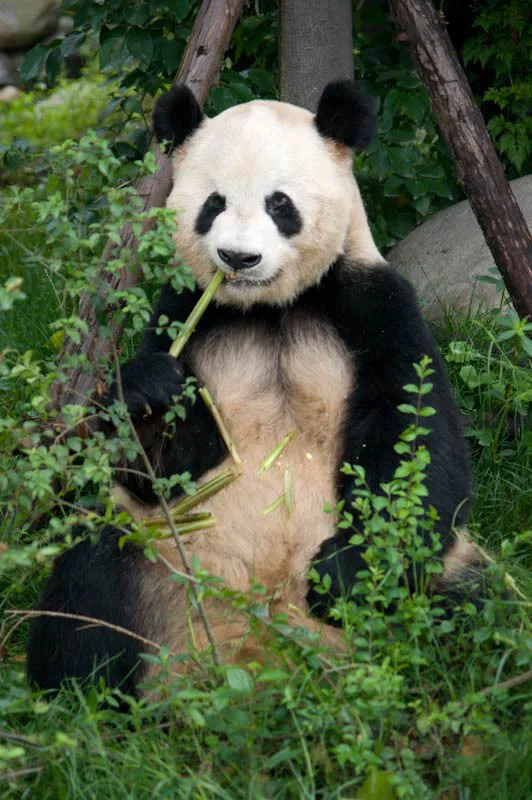 lechengdublog48.jpg