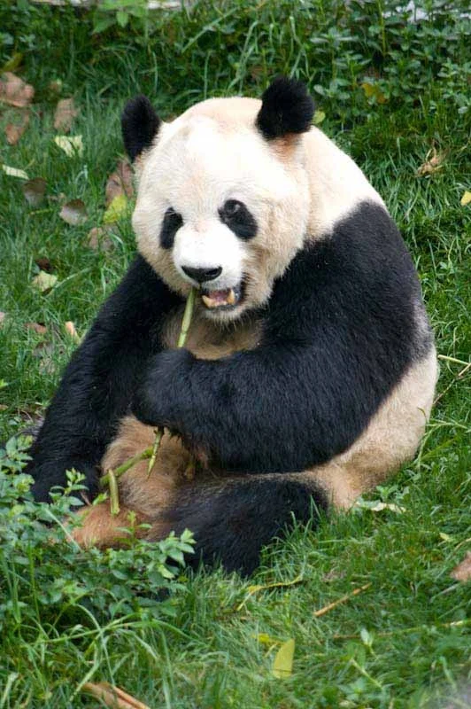 lechengdublog47.jpg
