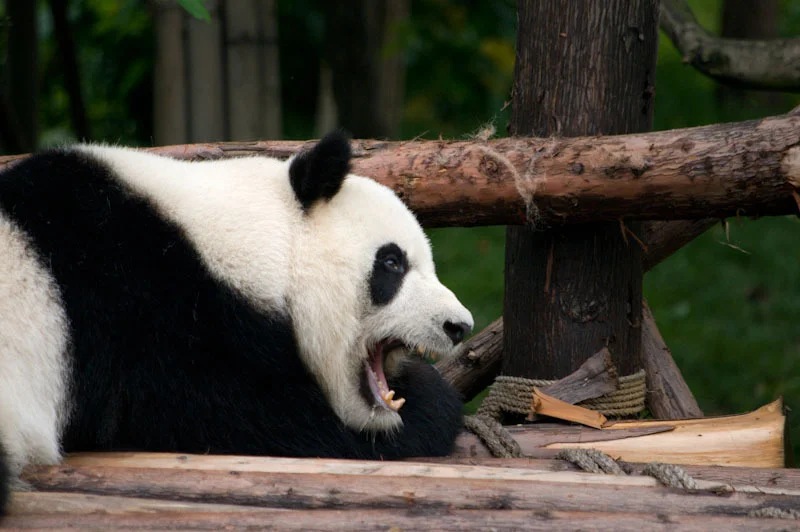 lechengdublog46.jpg