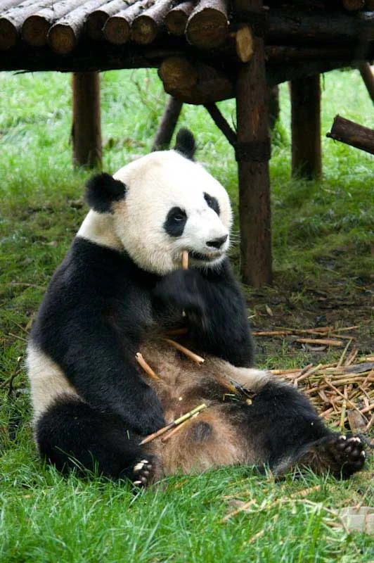 lechengdublog41.jpg