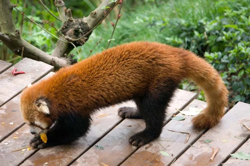 lechengdublog60.jpg