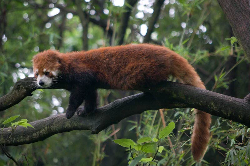 lechengdublog59.jpg