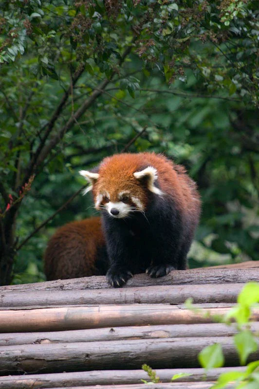 lechengdublog58.jpg
