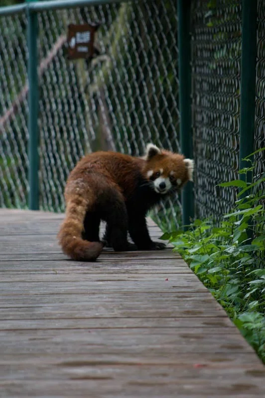 lechengdublog62.jpg