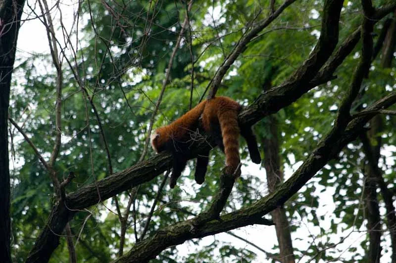 lechengdublog61.jpg