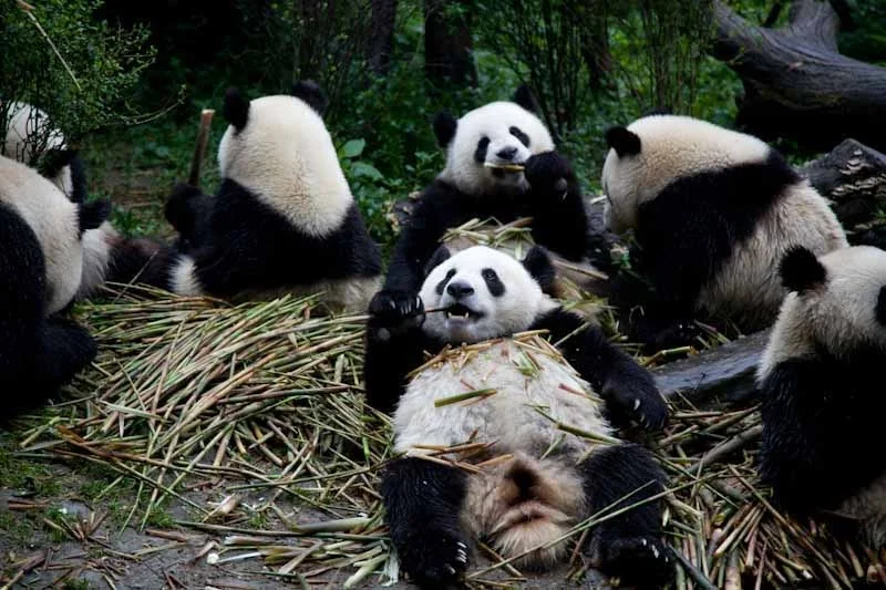 lechengdublog20.jpg