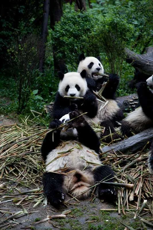 lechengdublog19.jpg