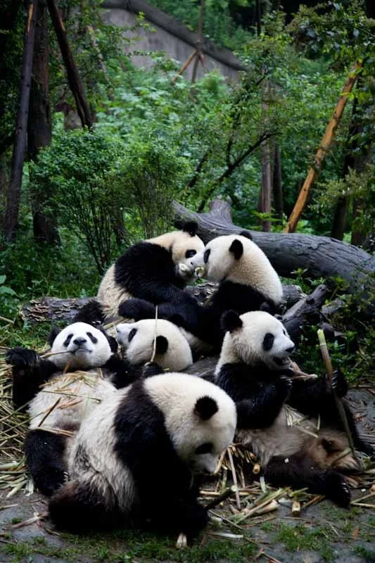 lechengdublog18.jpg