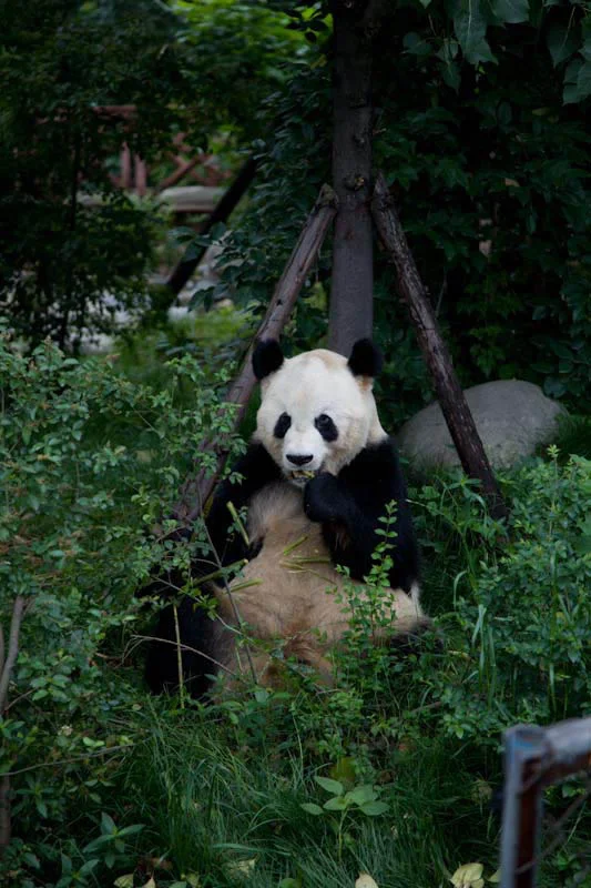lechengdublog29.jpg
