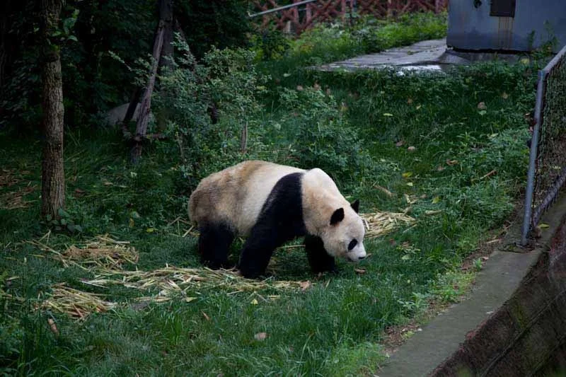 lechengdublog28.jpg