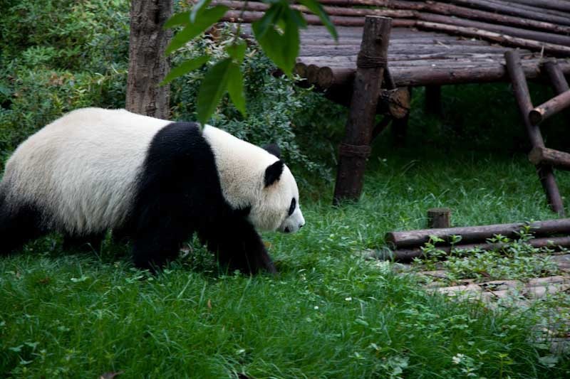 lechengdublog23.jpg