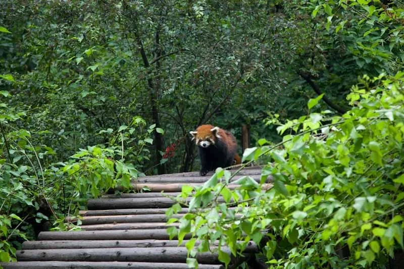 lechengdublog22.jpg