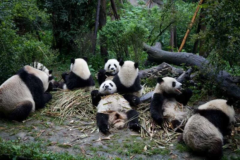 lechengdublog21.jpg