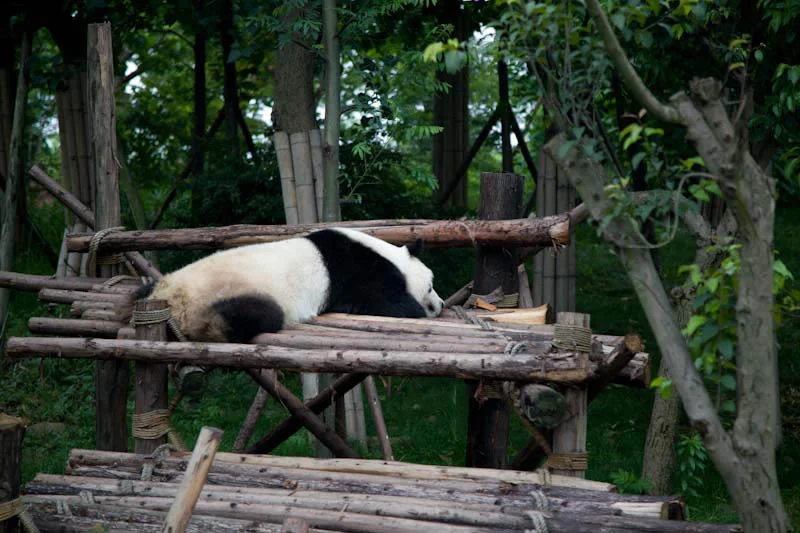 lechengdublog27.jpg