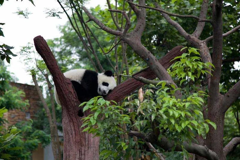 lechengdublog26.jpg