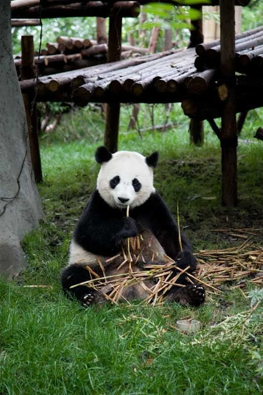 lechengdublog24.jpg