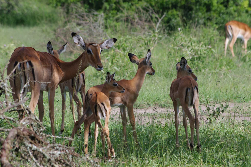 uganda blog gallery-108.jpg