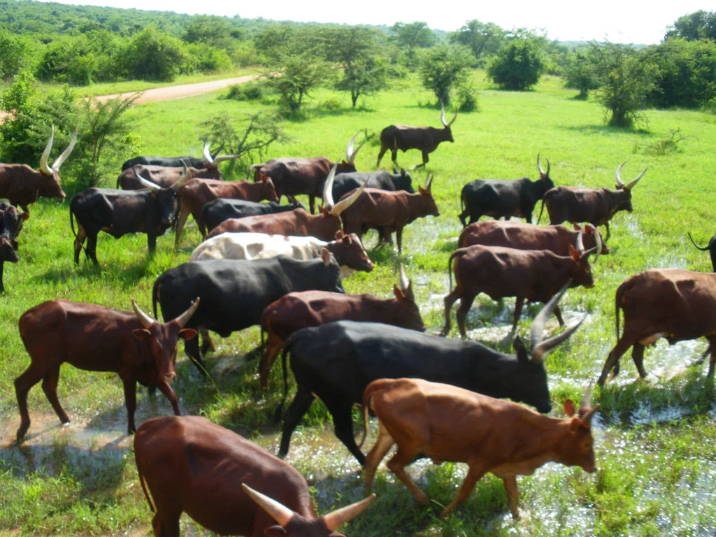 uganda blog gallery-122.jpg