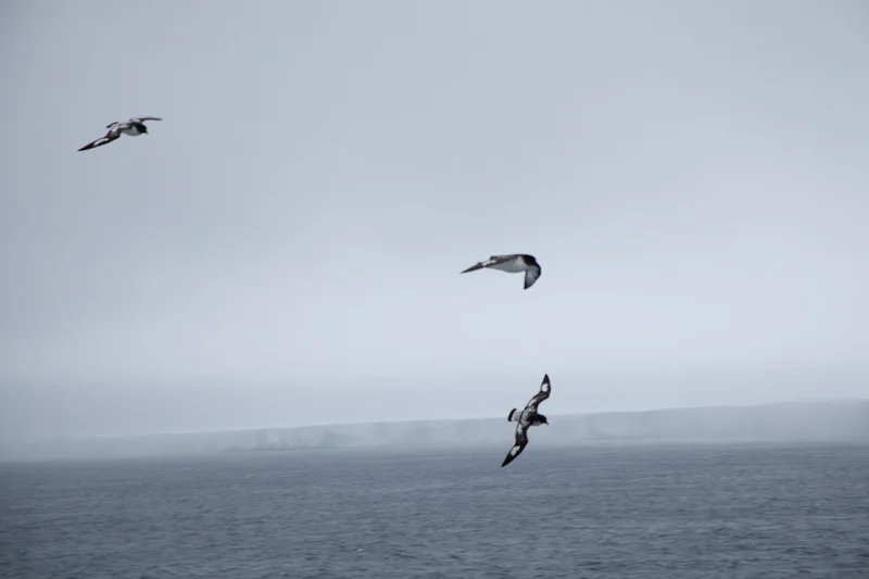 antarcticblogtwo8.jpg