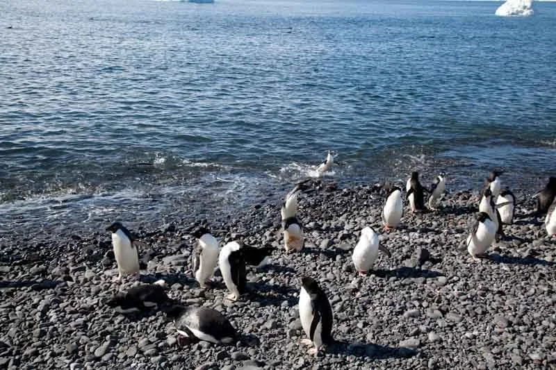 antarcticblogtwo41.jpg