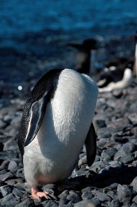 antarcticblogtwo42.jpg