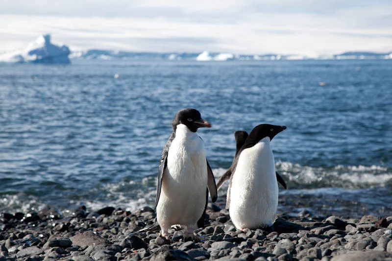 antarcticblogtwo43.jpg