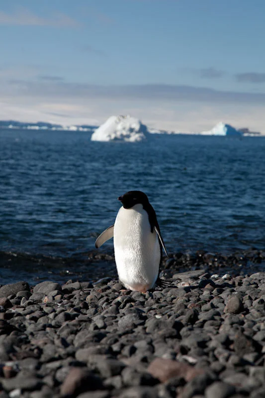 antarcticblogtwo44.jpg
