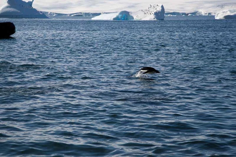 antarcticblogtwo40.jpg