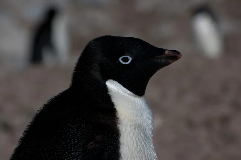 antarcticblogtwo54.jpg