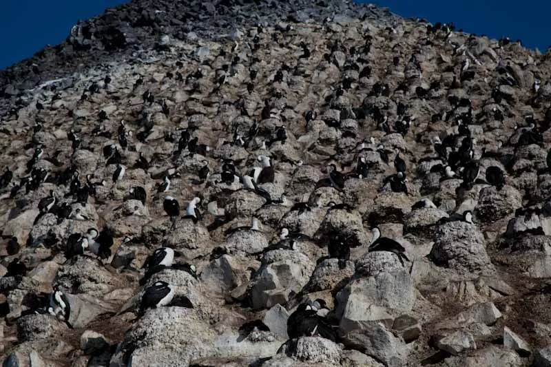 antarcticblogtwo48.jpg