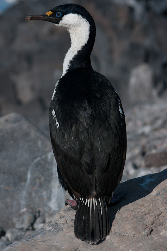 antarcticblogtwo50.jpg