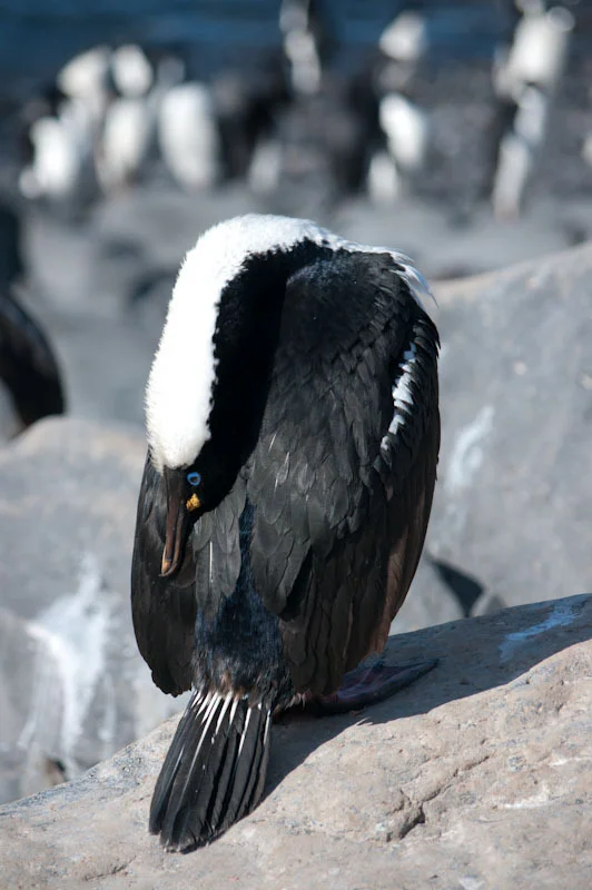 antarcticblogtwo47.jpg