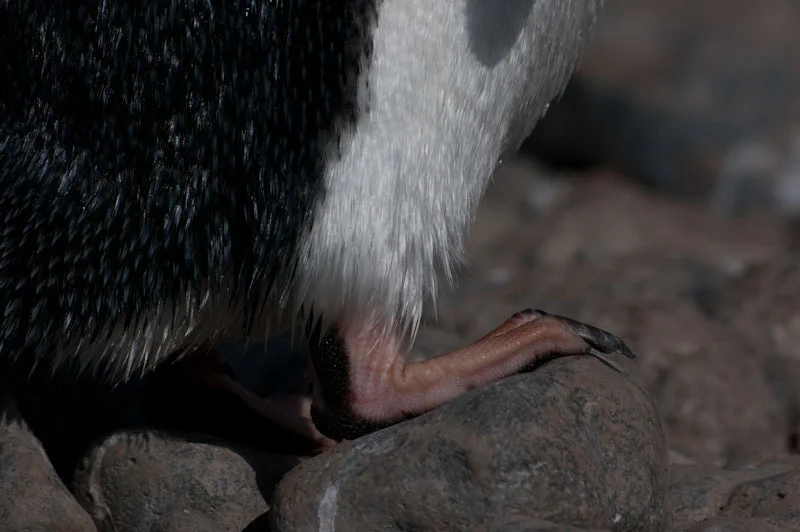 antarcticblogtwo55.jpg