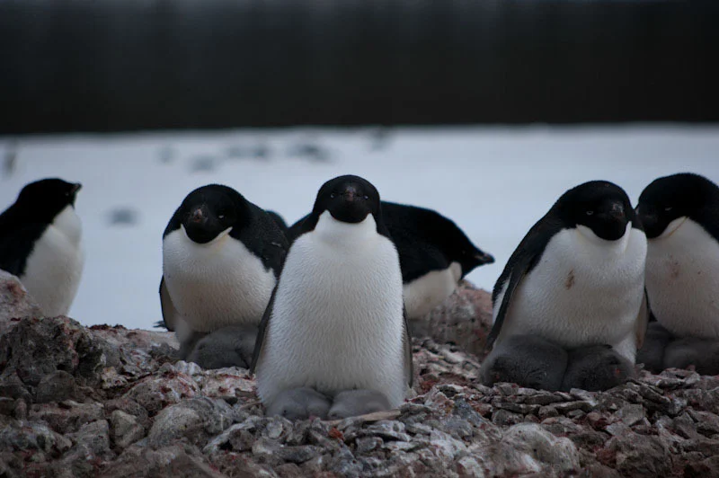antarcticblogtwo67.jpg