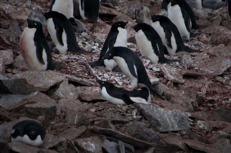 antarcticblogtwo68.jpg