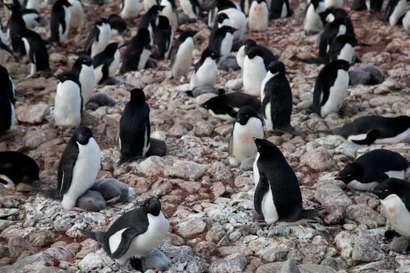 antarcticblogtwo66.jpg