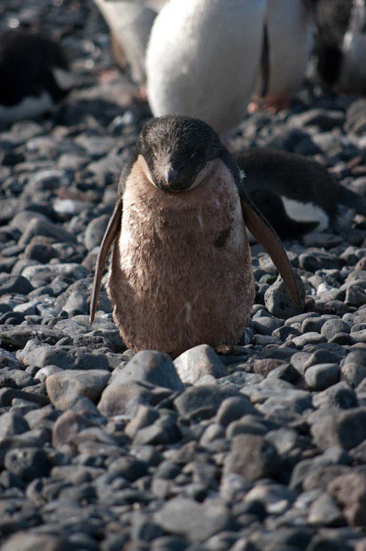 antarcticblogtwo62.jpg