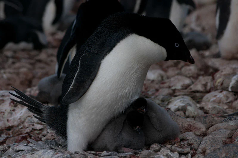 antarcticblogtwo63.jpg
