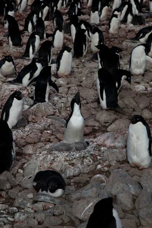 antarcticblogtwo65.jpg