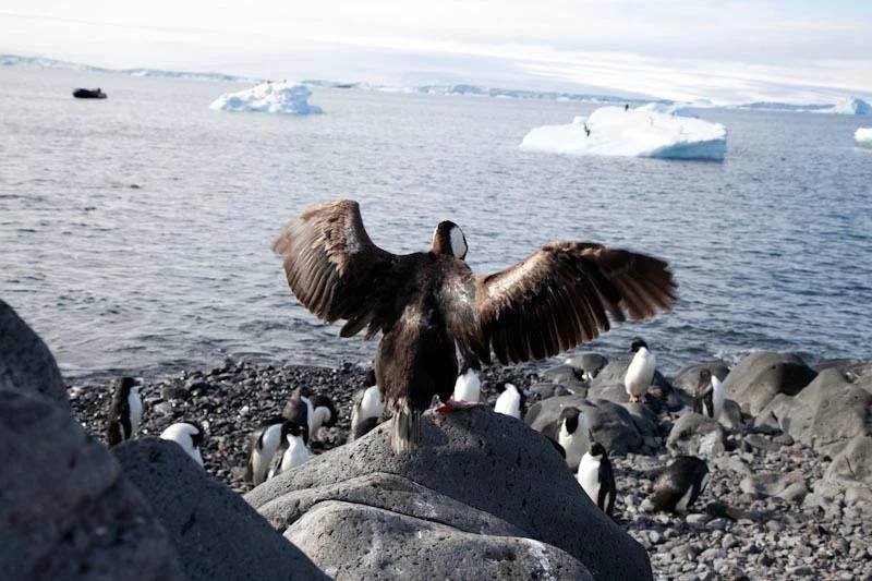antarcticblogtwo61.jpg