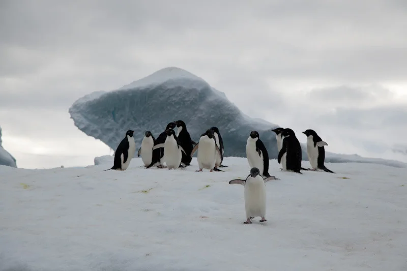 antarcticblogtwo77.jpg