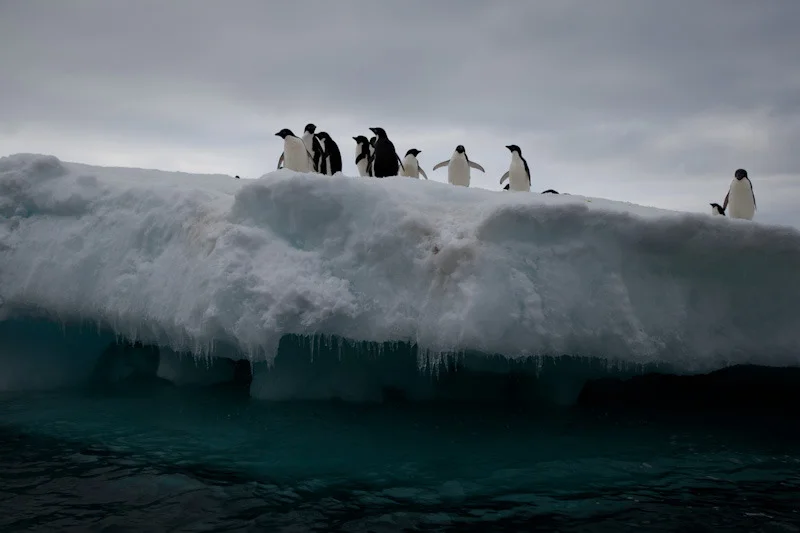 antarcticblogtwo79.jpg