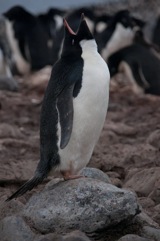 antarcticblogtwo73.jpg