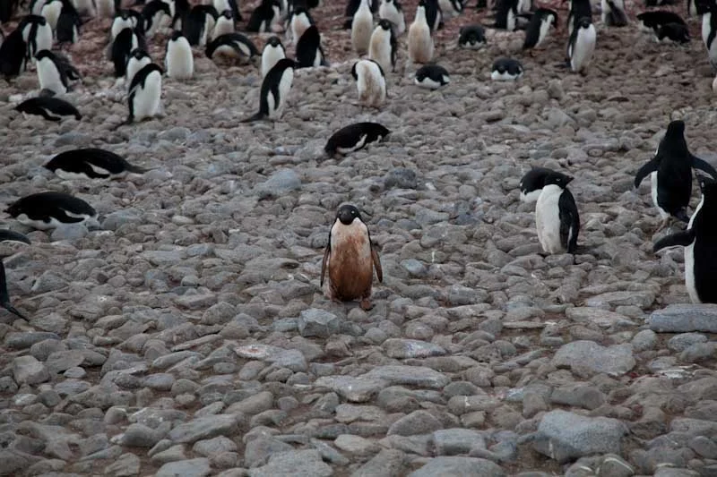 antarcticblogtwo74.jpg