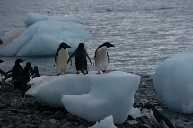 antarcticblogtwo75.jpg